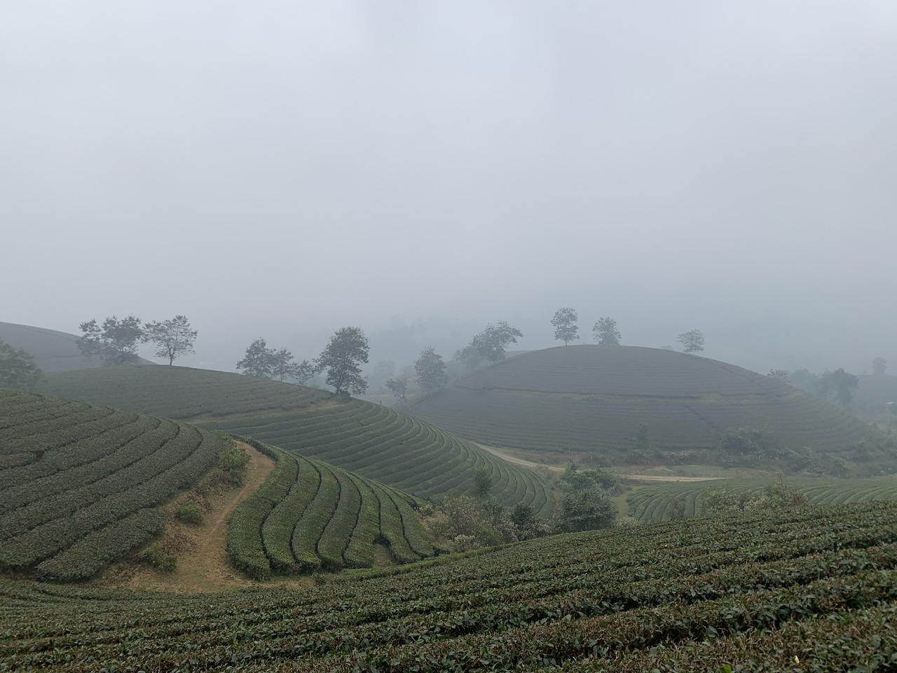 đồi chè thanh sơn