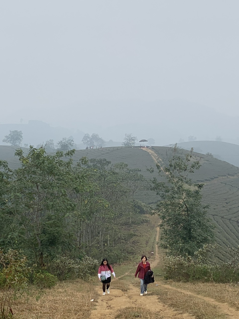 đồi chè thanh sơn